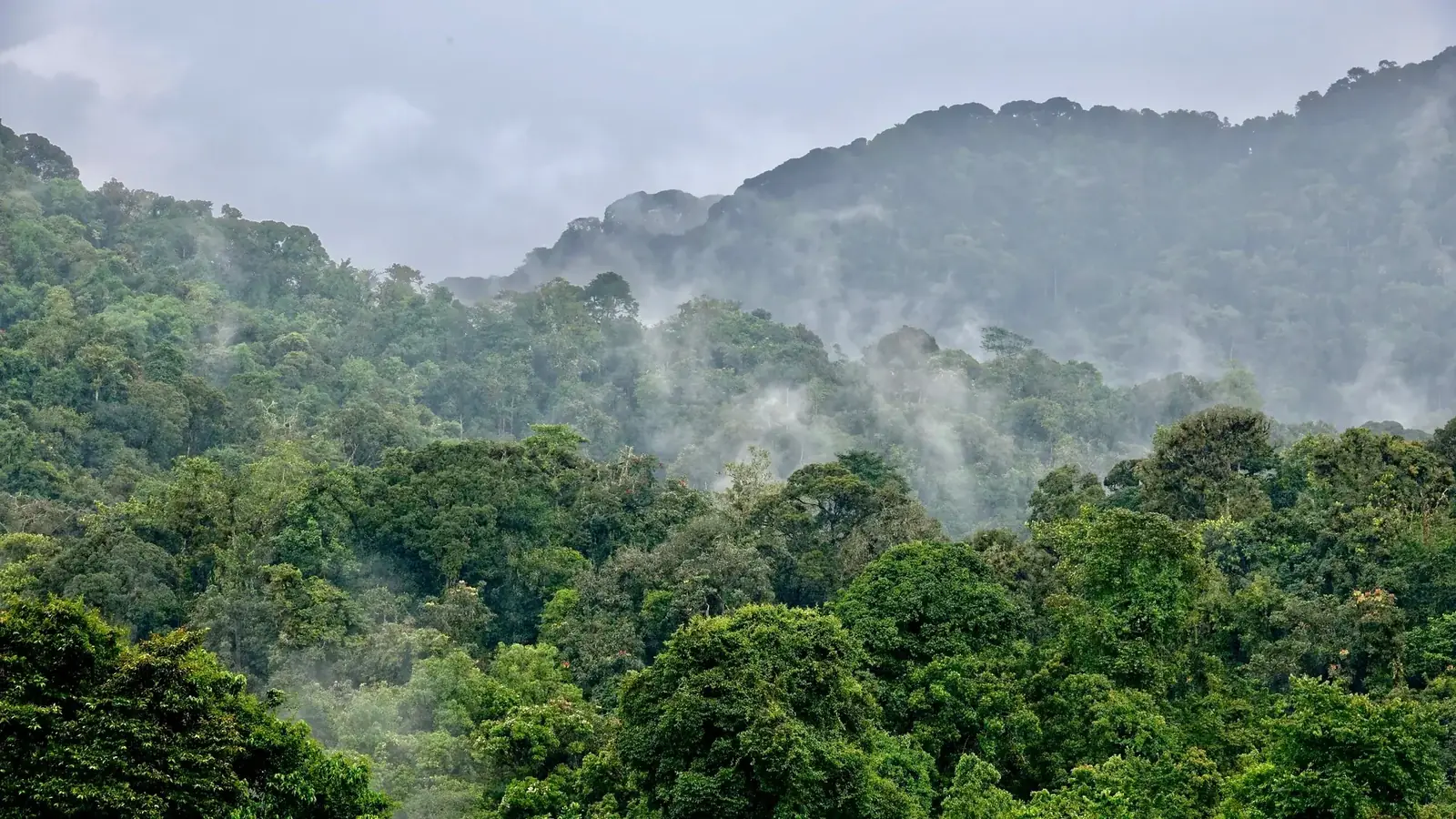 gorilla real travel image 7 - real travel photography for Serene Sojourns Tours