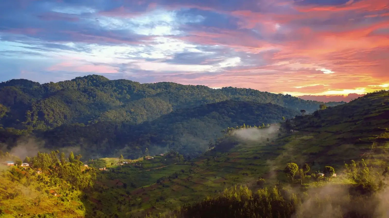 gorilla real travel image 9 - real travel photography for Serene Sojourns Tours
