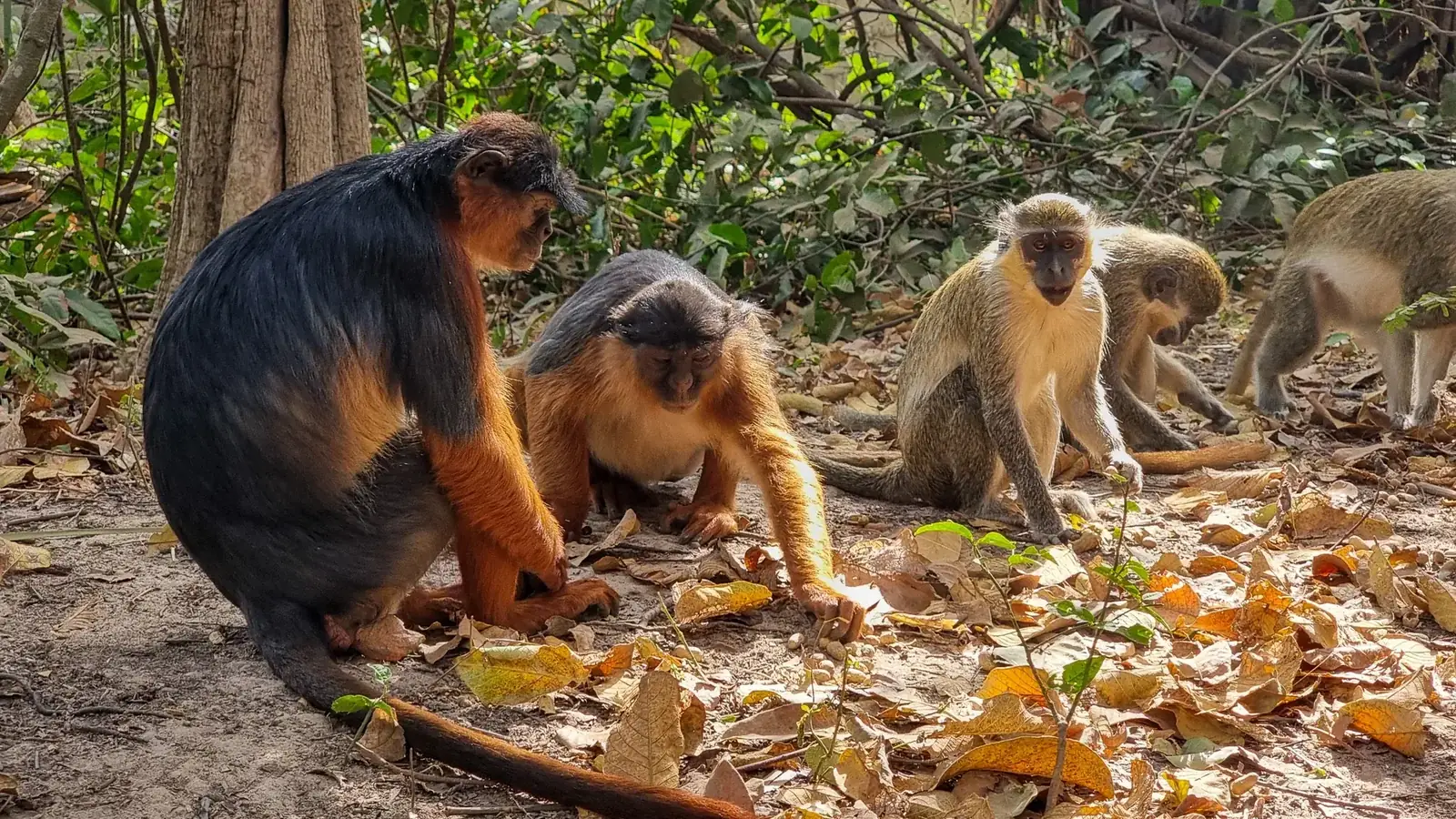 gorilla real travel image 11 - real travel photography for Serene Sojourns Tours