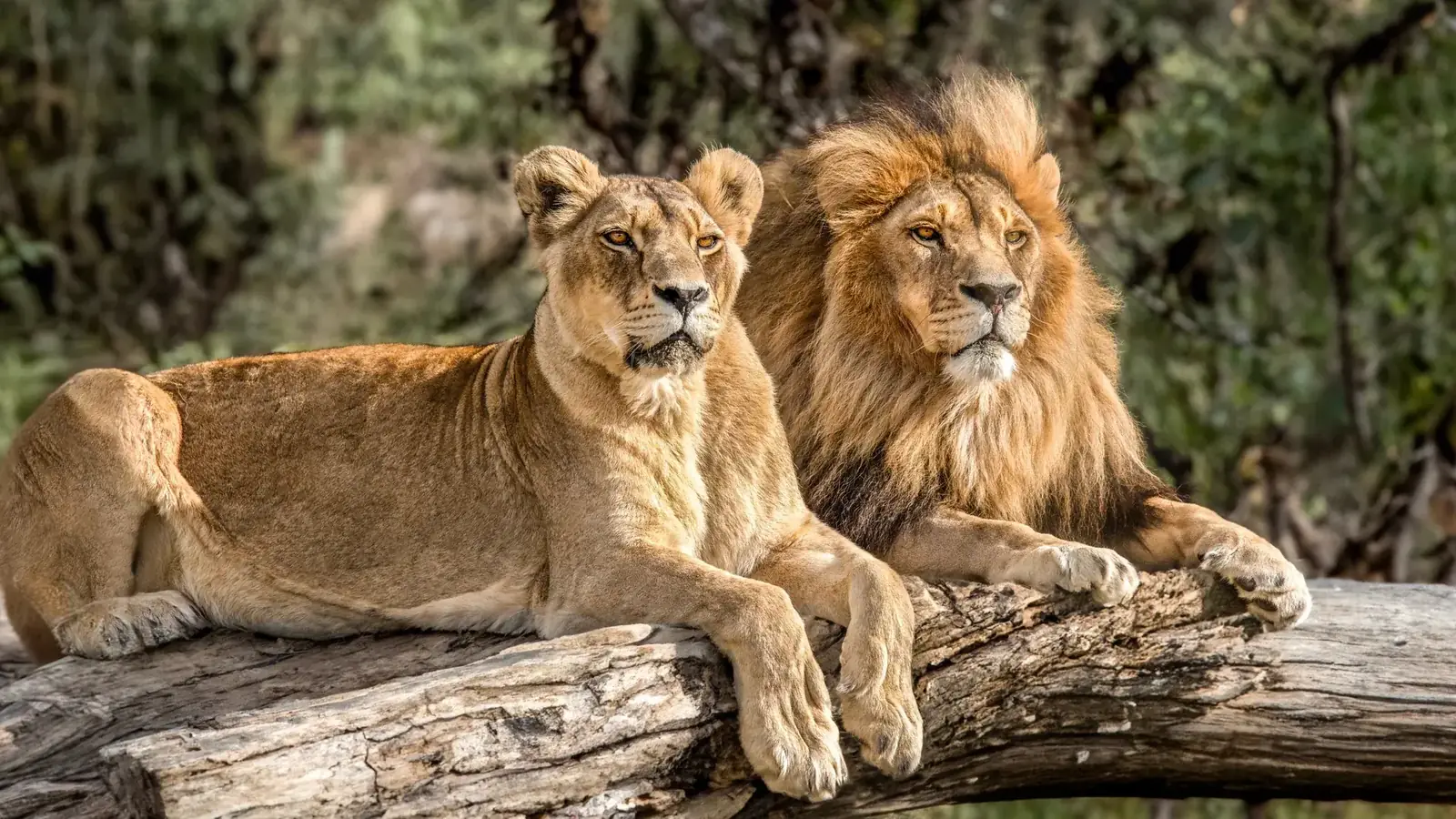 hero safari real travel image 2 - real travel photography for Serene Sojourns Tours