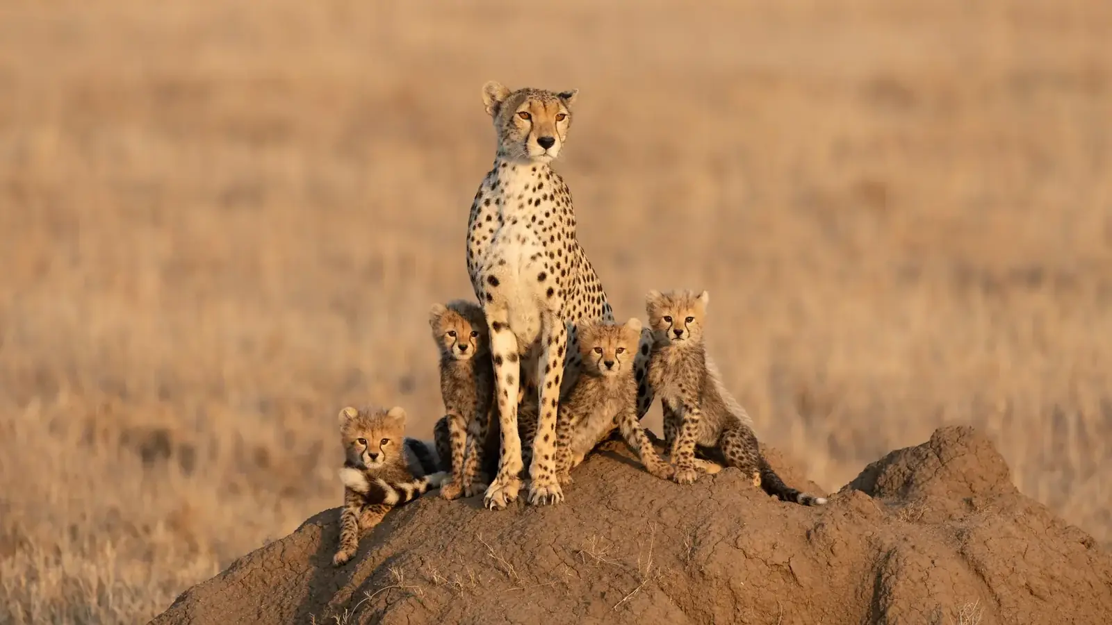 hero safari real travel image 4 - real travel photography for Serene Sojourns Tours