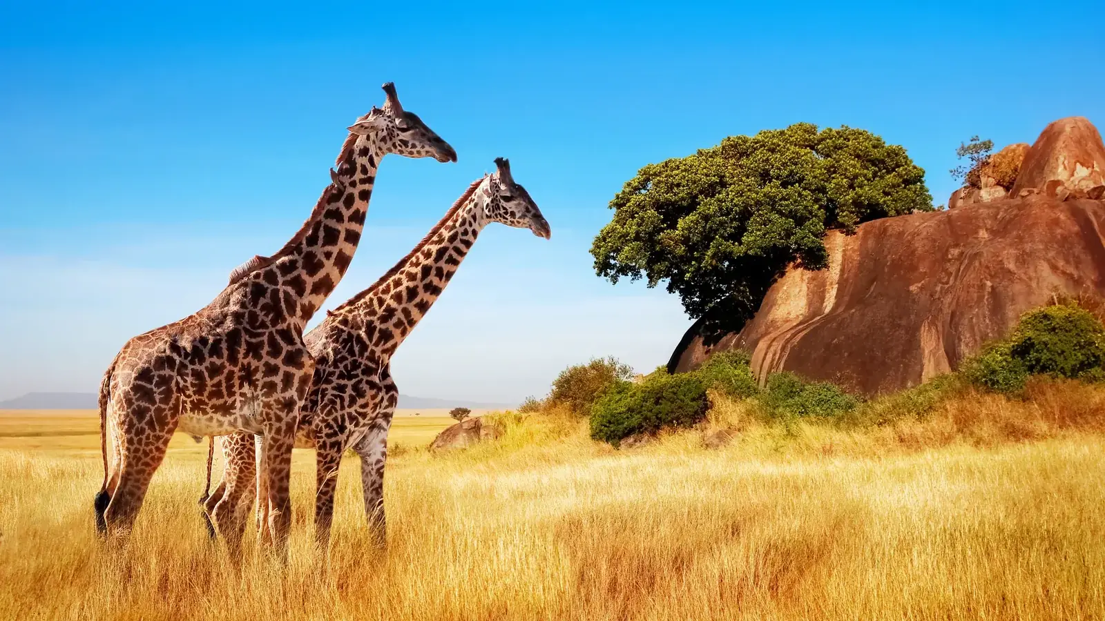 hero safari real travel image 8 - real travel photography for Serene Sojourns Tours