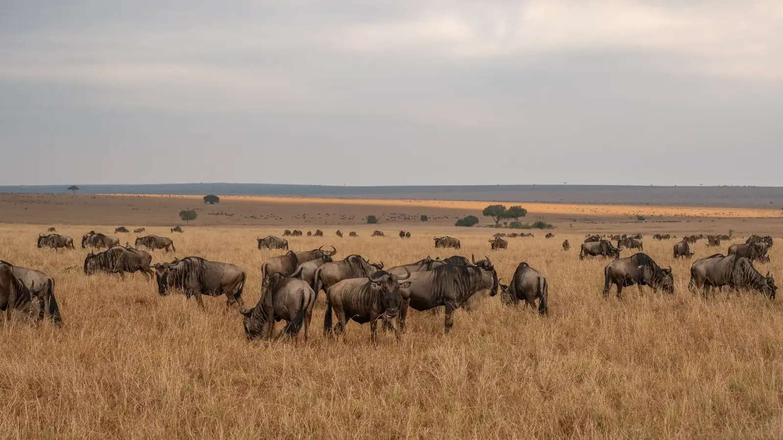 hero safari real travel image 9 - real travel photography for Serene Sojourns Tours