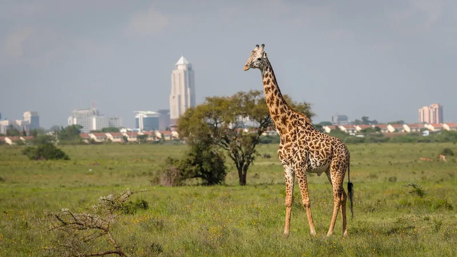 johannesburg real travel image 2 - real travel photography for Serene Sojourns Tours