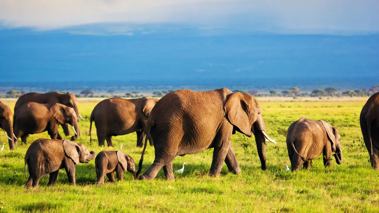kenya safari real travel image 1 - real travel photography for Serene Sojourns Tours