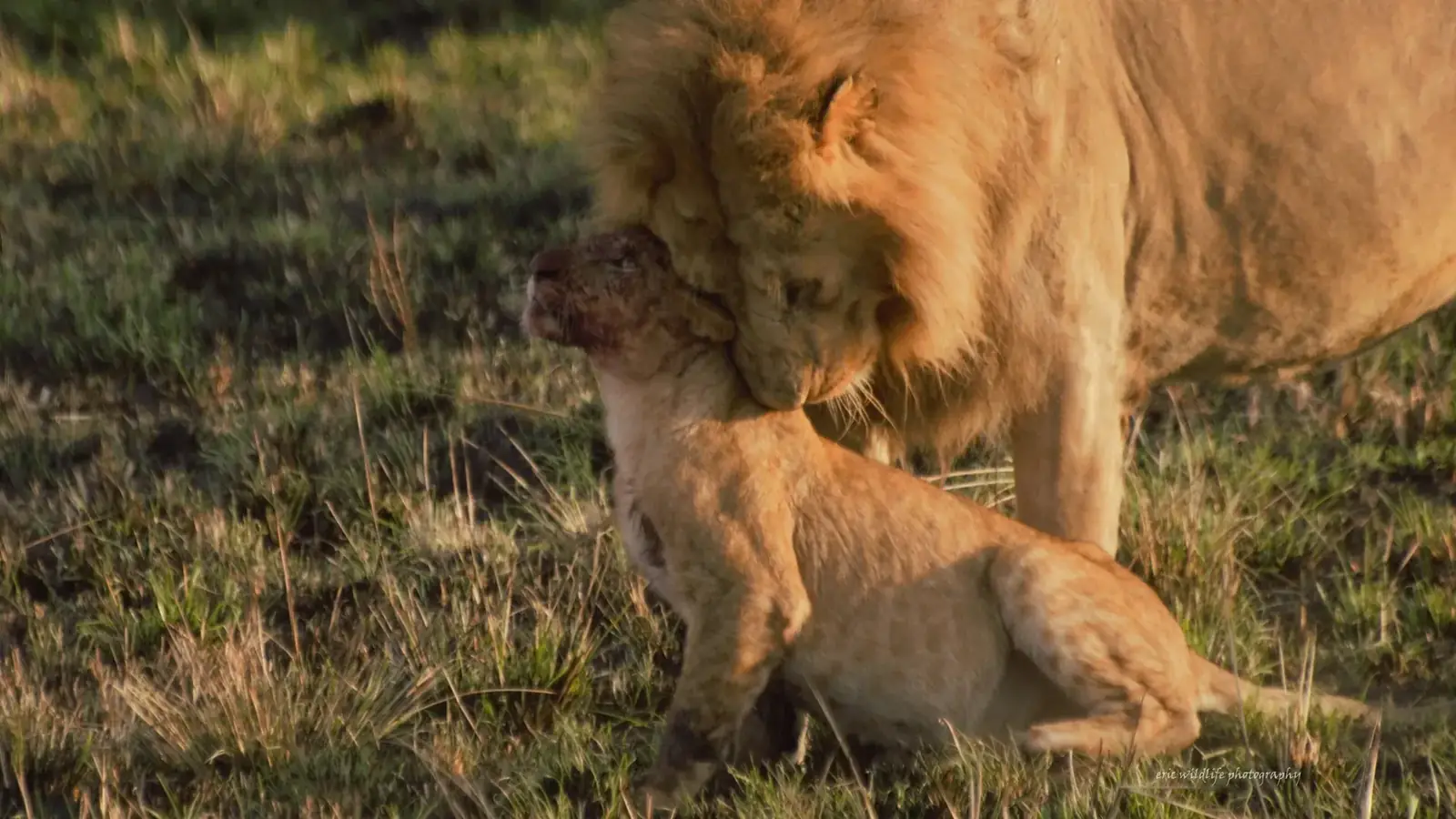 kenya safari real travel image 9 - real travel photography for Serene Sojourns Tours