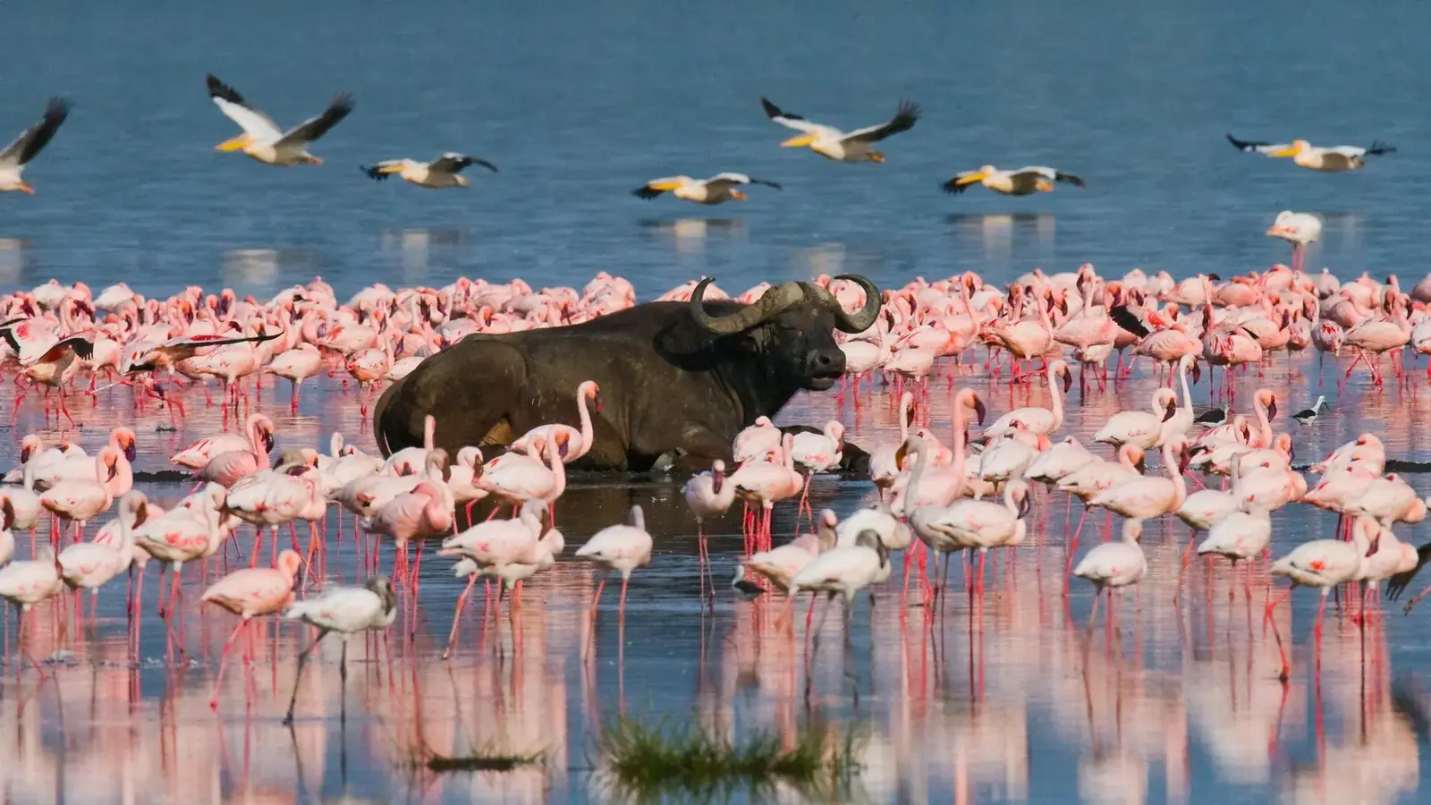 kenya safari real travel image 12 - real travel photography for Serene Sojourns Tours