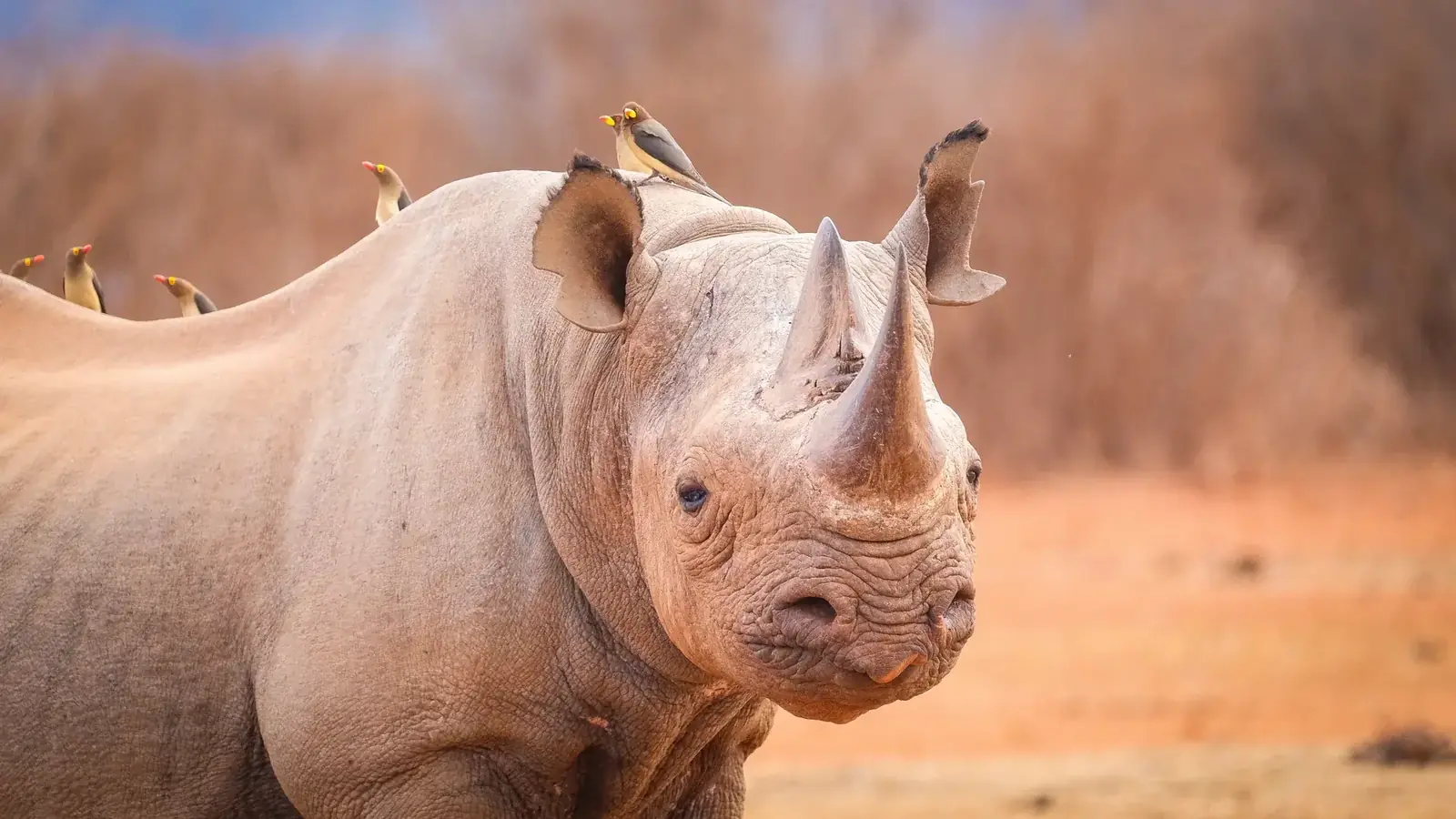 kruger real travel image 8 - real travel photography for Serene Sojourns Tours