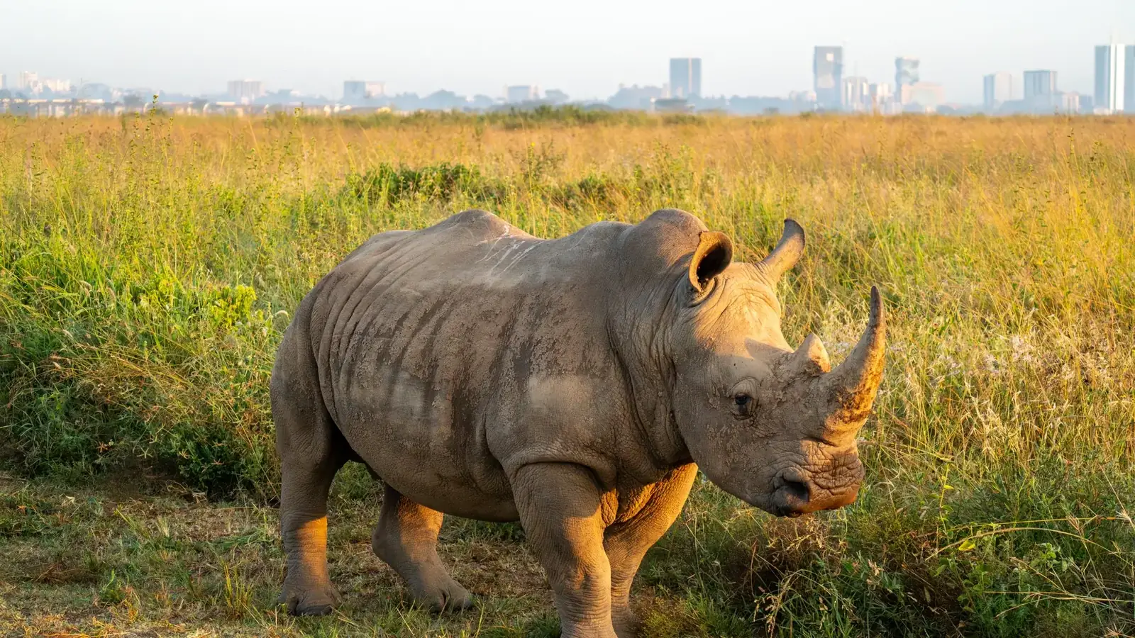 nairobi real travel image 7 - real travel photography for Serene Sojourns Tours