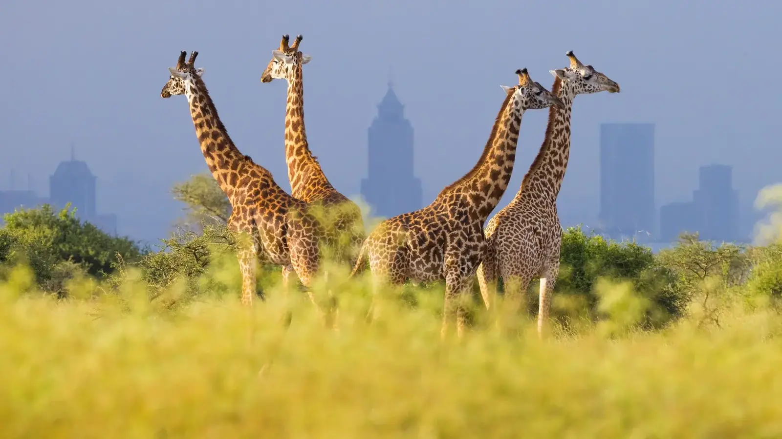nairobi real travel image 9 - real travel photography for Serene Sojourns Tours