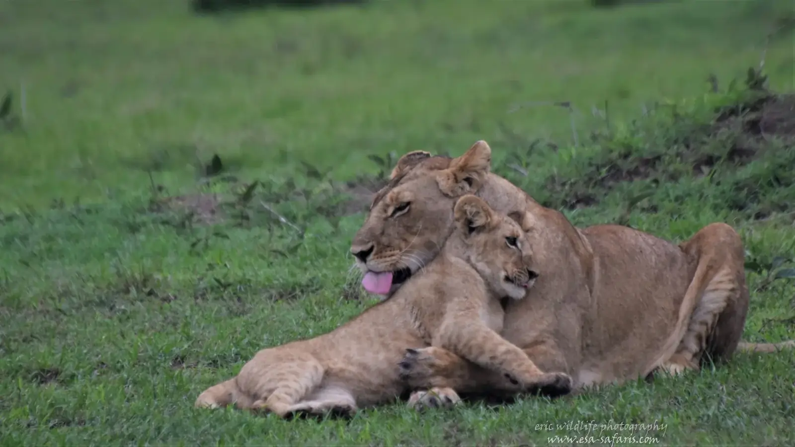 south africa safari real travel image 7 - real travel photography for Serene Sojourns Tours