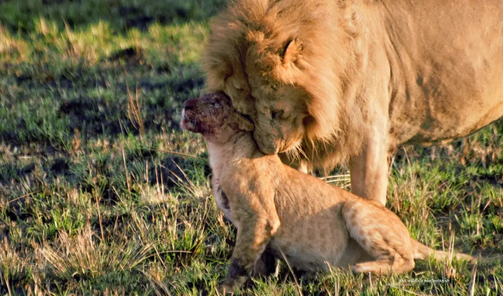 south africa safari real travel image 10 - real travel photography for Serene Sojourns Tours