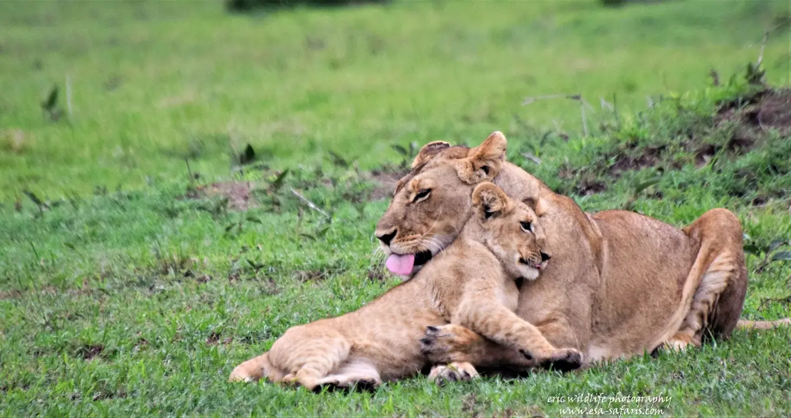 south africa safari real travel image 11 - real travel photography for Serene Sojourns Tours