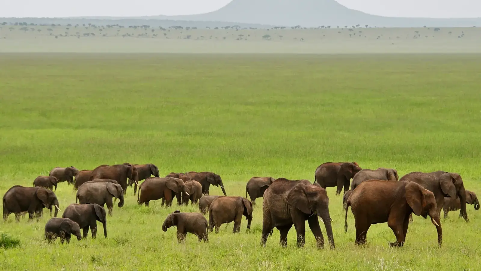 tanzania safari real travel image 5 - real travel photography for Serene Sojourns Tours