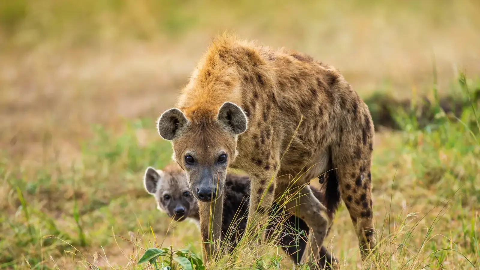 Travellers on an African safari journey