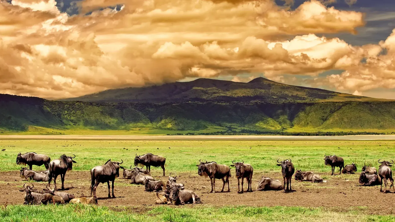 tanzania safari real travel image 9 - real travel photography for Serene Sojourns Tours