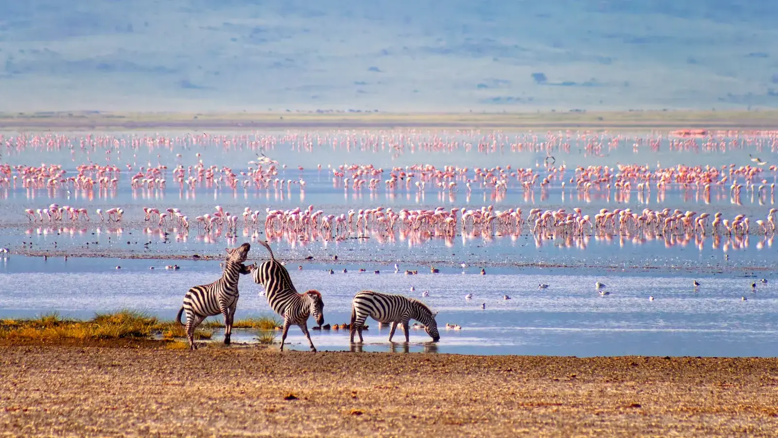 tanzania safari real travel image 12 - real travel photography for Serene Sojourns Tours