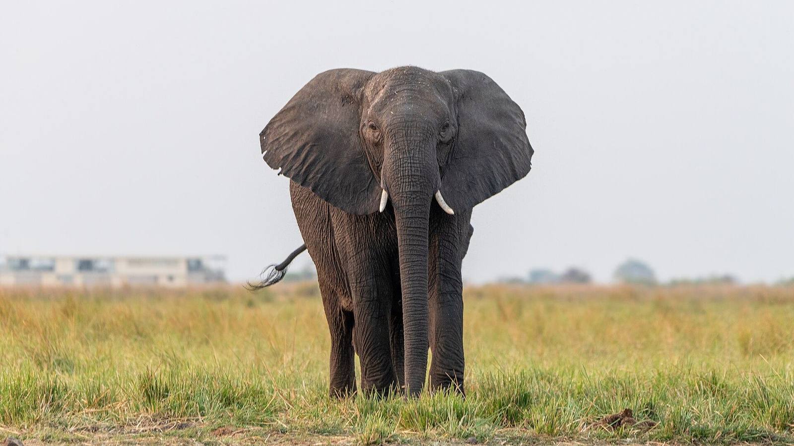 Botswana safari scenery for SERENE SOJOURNS TOURS