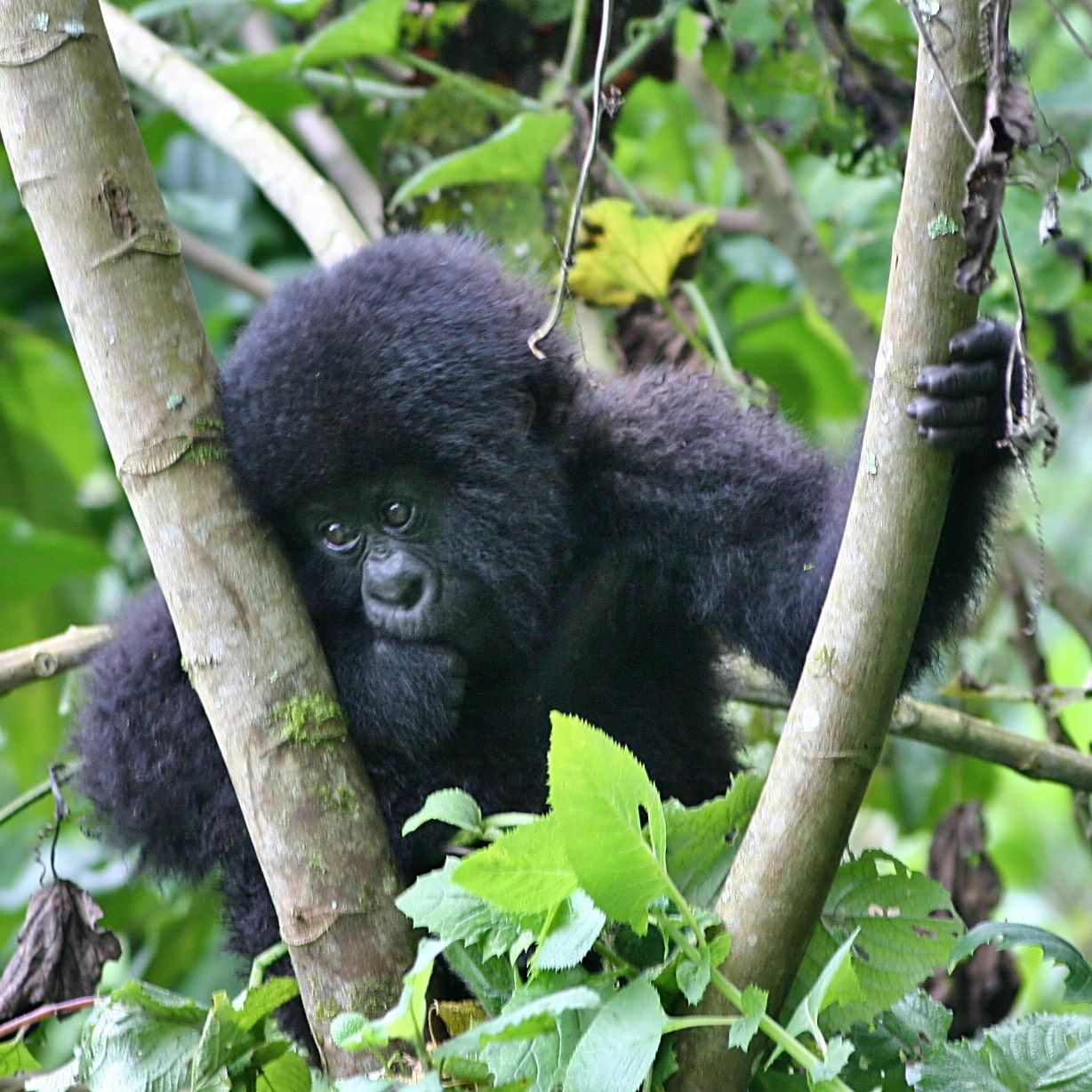 Gorilla safari scenery for SERENE SOJOURNS TOURS