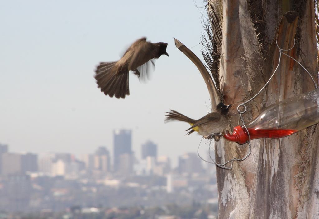 Johannesburg safari scenery for SERENE SOJOURNS TOURS