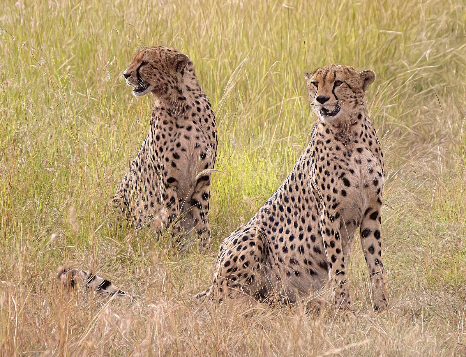 Kenya Safari safari scenery for SERENE SOJOURNS TOURS