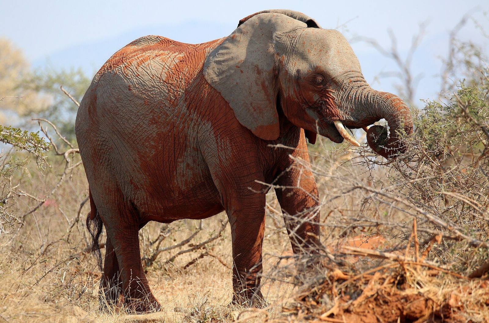 Kruger safari scenery for SERENE SOJOURNS TOURS