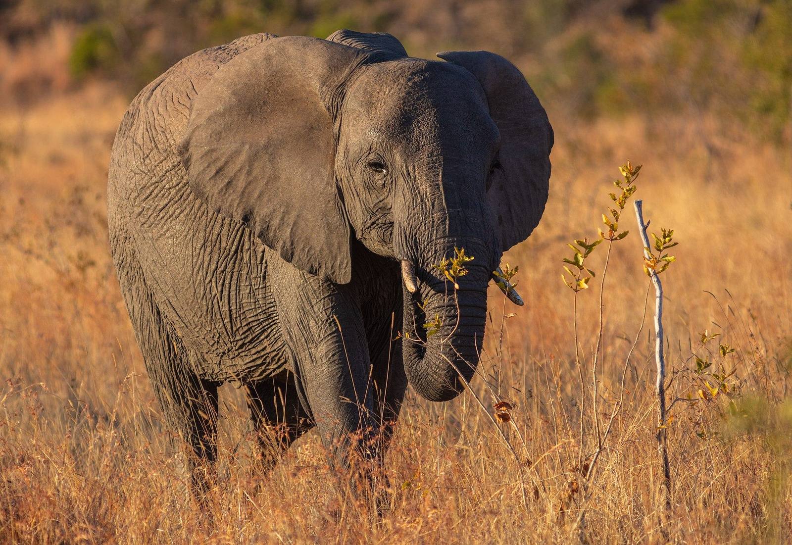 Kruger safari scenery for SERENE SOJOURNS TOURS