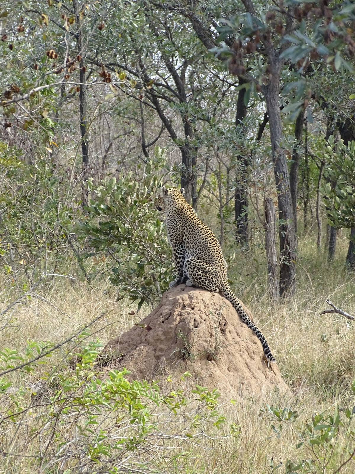 South Africa Safari safari scenery for SERENE SOJOURNS TOURS