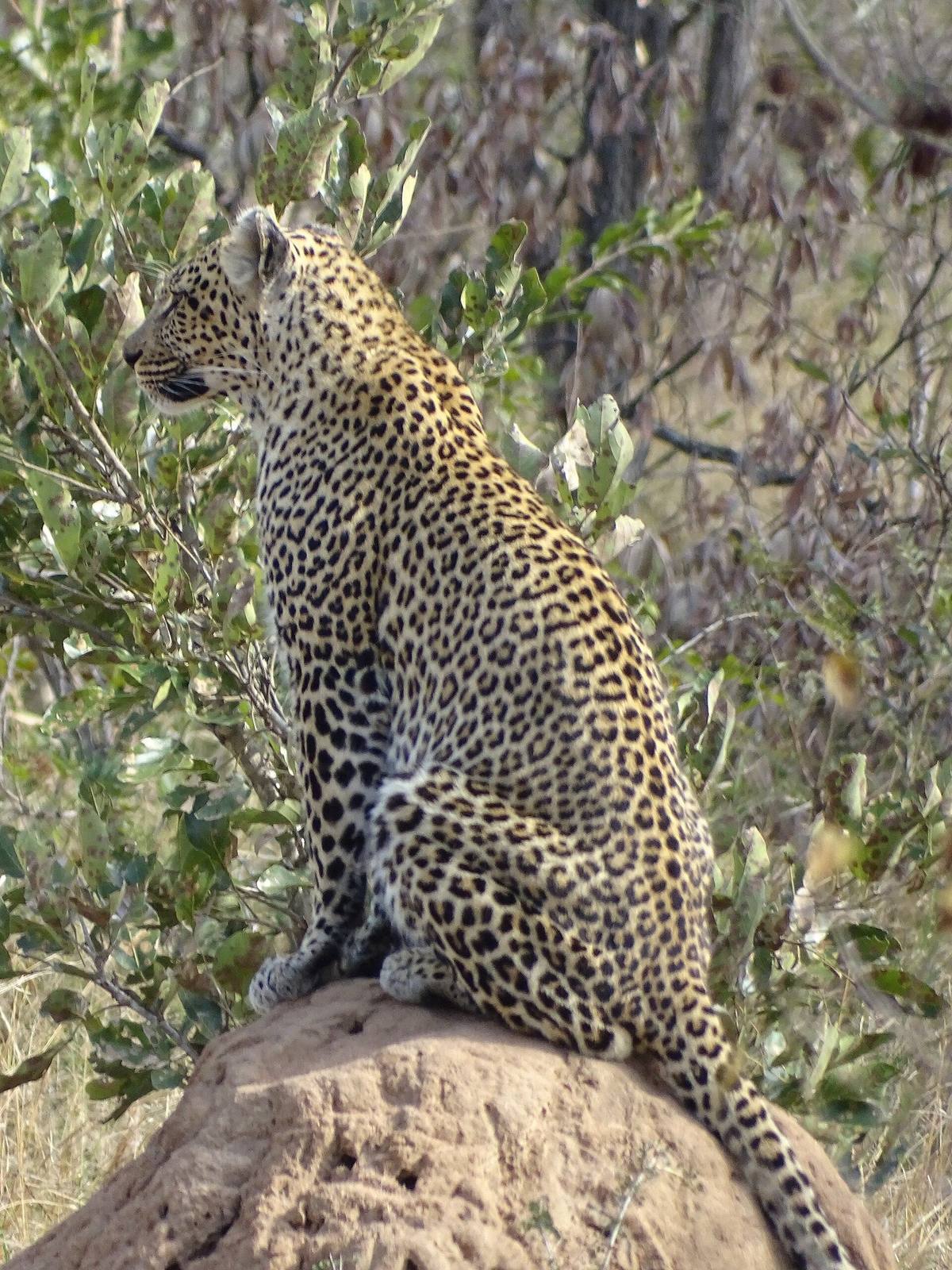 South Africa Safari safari scenery for SERENE SOJOURNS TOURS