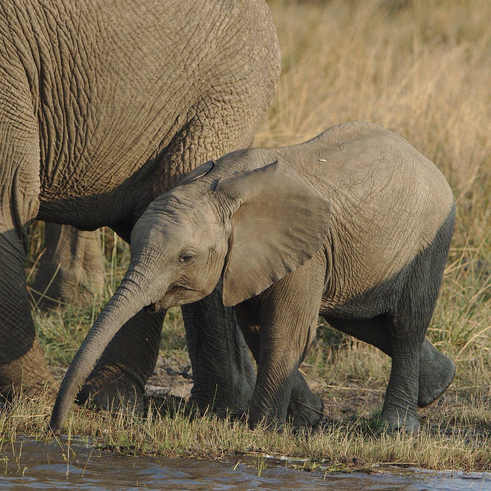 South Africa Safari safari scenery for SERENE SOJOURNS TOURS