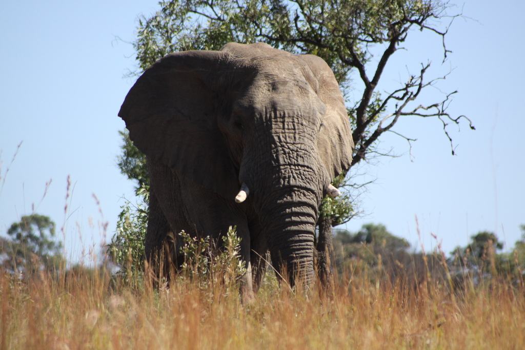 South Africa Safari safari scenery for SERENE SOJOURNS TOURS